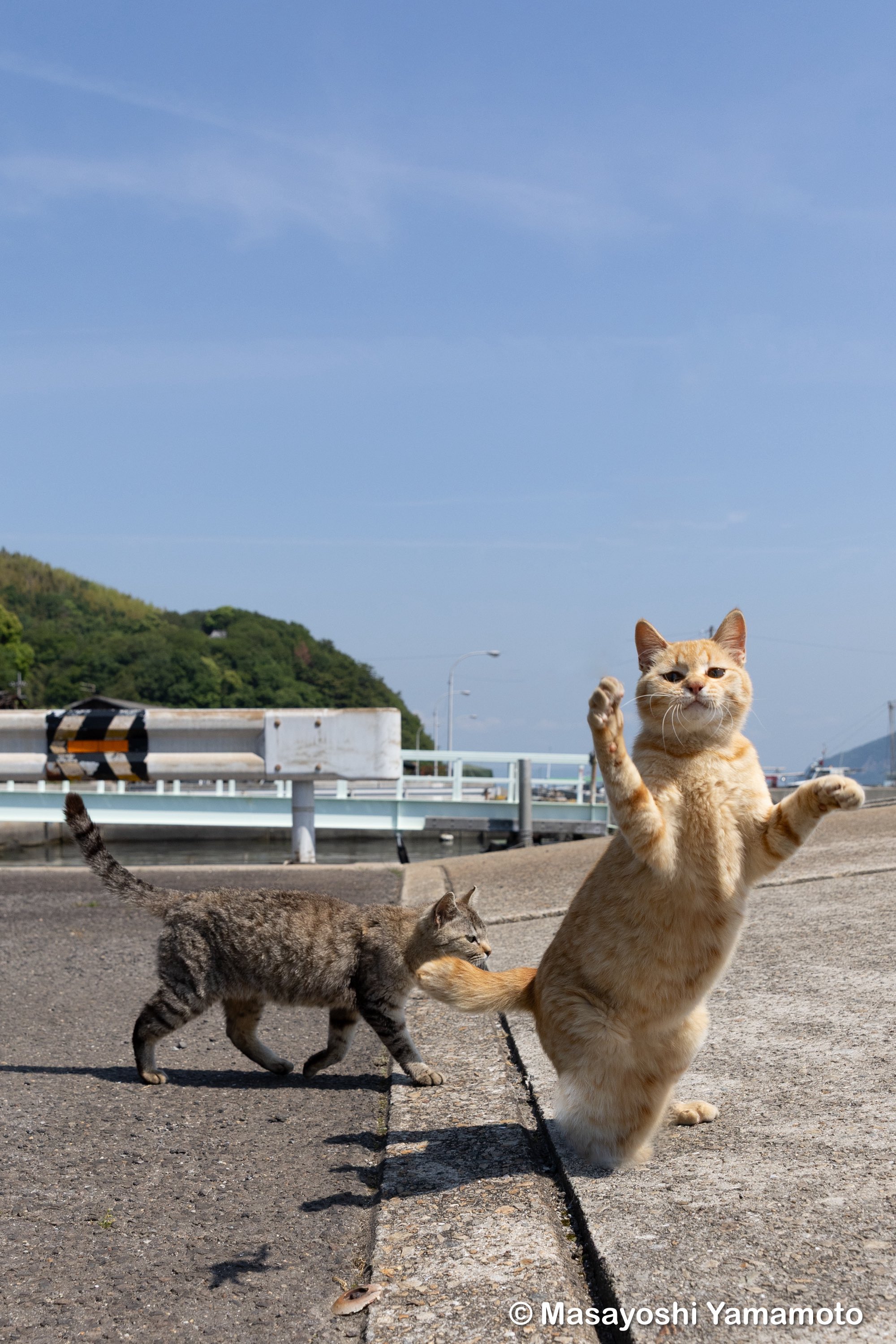 サイヤ猫 ︎山本 正義 (Masayoshi Yamamoto)立ち猫®︎ on X: 