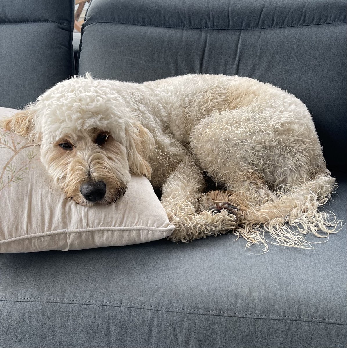 The face of a boy who didn’t listen to dad and played in the black stinky mud at the park necessitating a cold hose down, shampoo and conditioner when he got home. He’s a good lad though, he holds each leg up to be washed without being asked