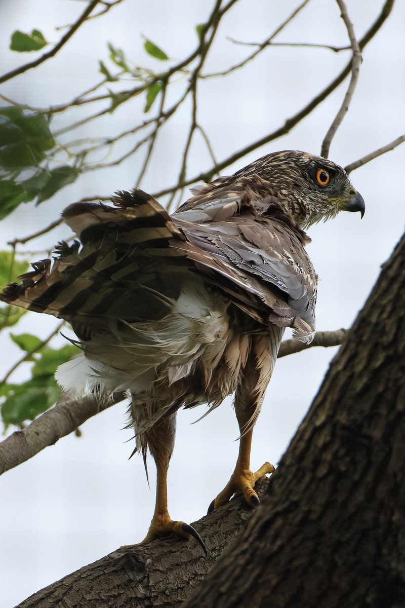 台風が過ぎた朝、キヤノン本社に来社の #ツミ 。
強風の中しばしの休息。

▼野鳥写真図鑑「ツミ」
global.canon/ja/environment…