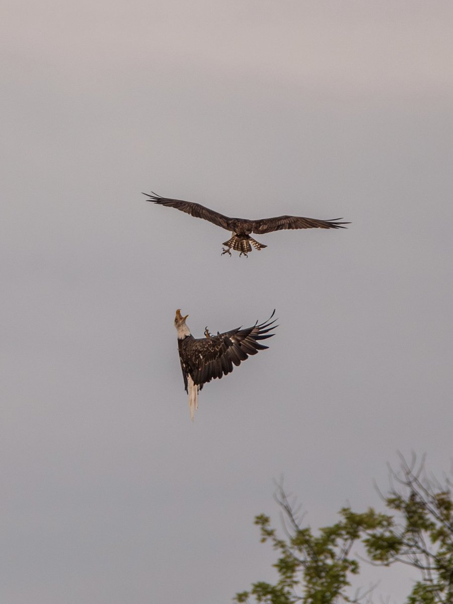 “Not today”, said the osprey. Today, the osprey fought back — and won. With no fish in its talons, the osprey was ready and able to deliver a solid mid-air ‘thump’ to the eagle and then went on its way north as the eagle returned to the trees. #WildlifePhotography