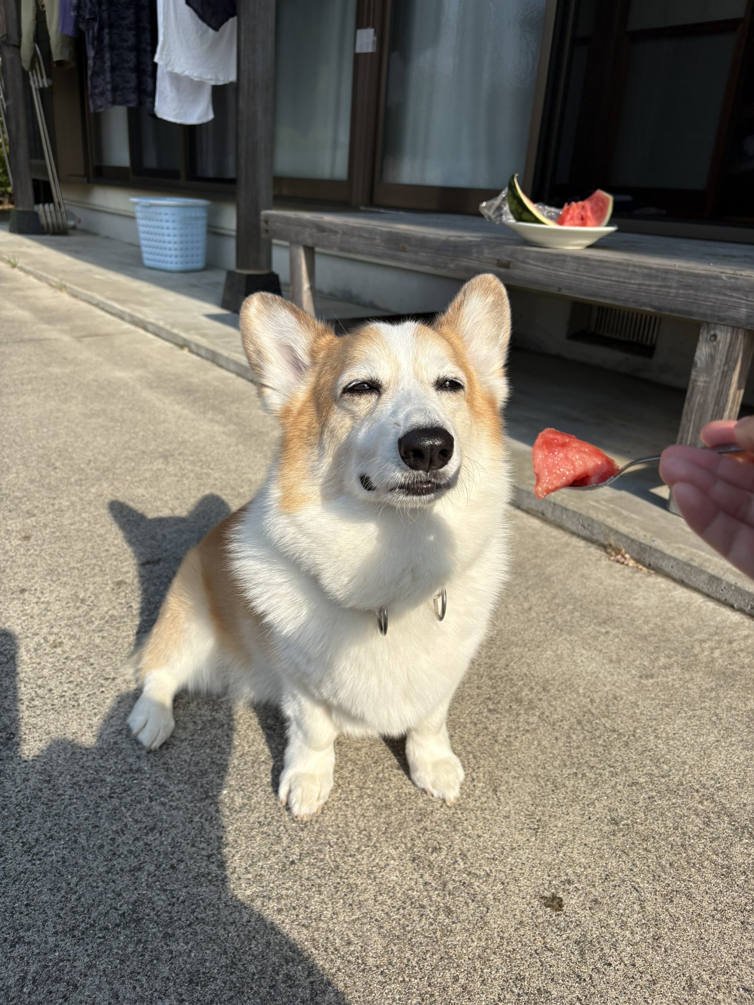 コーギー ぽちゃこ⁑ on X: 