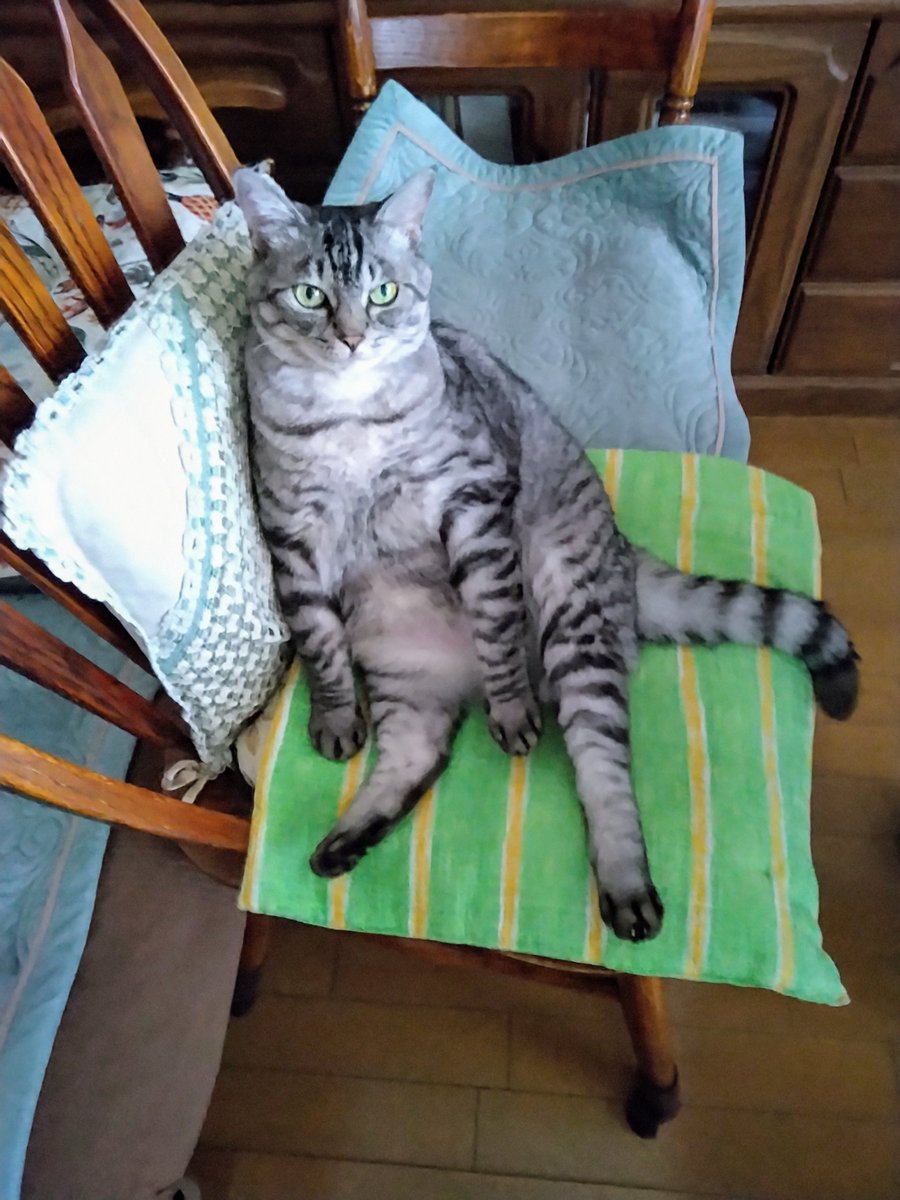 猫の寅さん専用 Amazon.co.jp: [野澤作蔵商店] 【のび猫 茶トラ】とーら