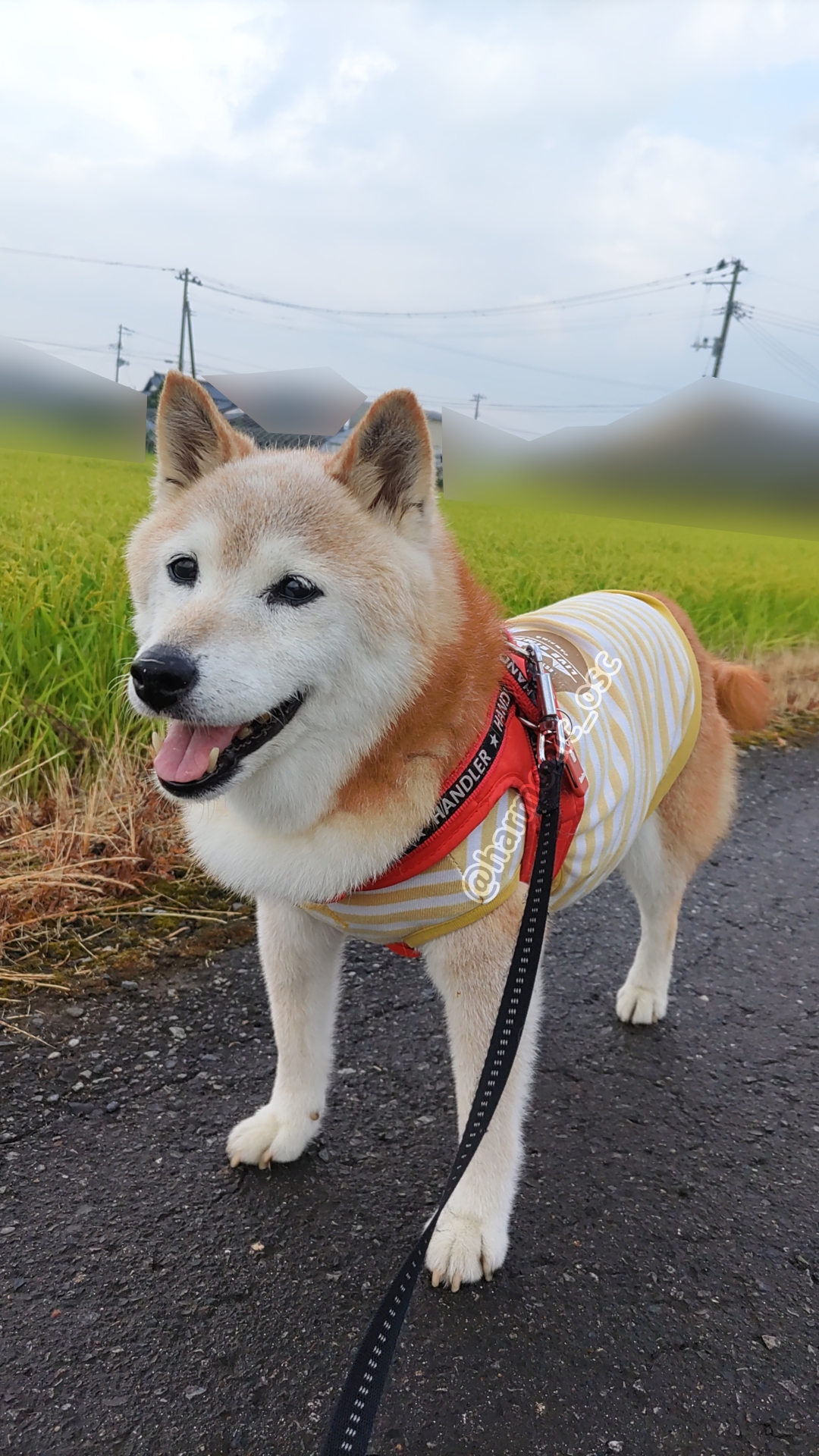 yutaka4848🐕🐾🎮💻_φ(・_・ on X: 