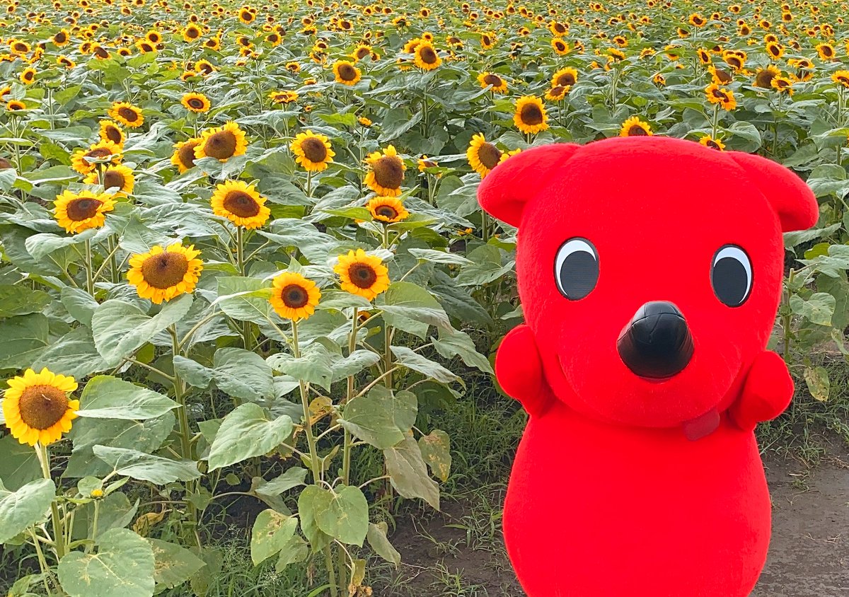 ひまわりがきれいな季節だね！8月末まで千葉のいろんなところで見頃を迎えているよ。夏休みの思い出に、ひまわり畑でハイポーズ📷
maruchiba.jp/feature/detail…