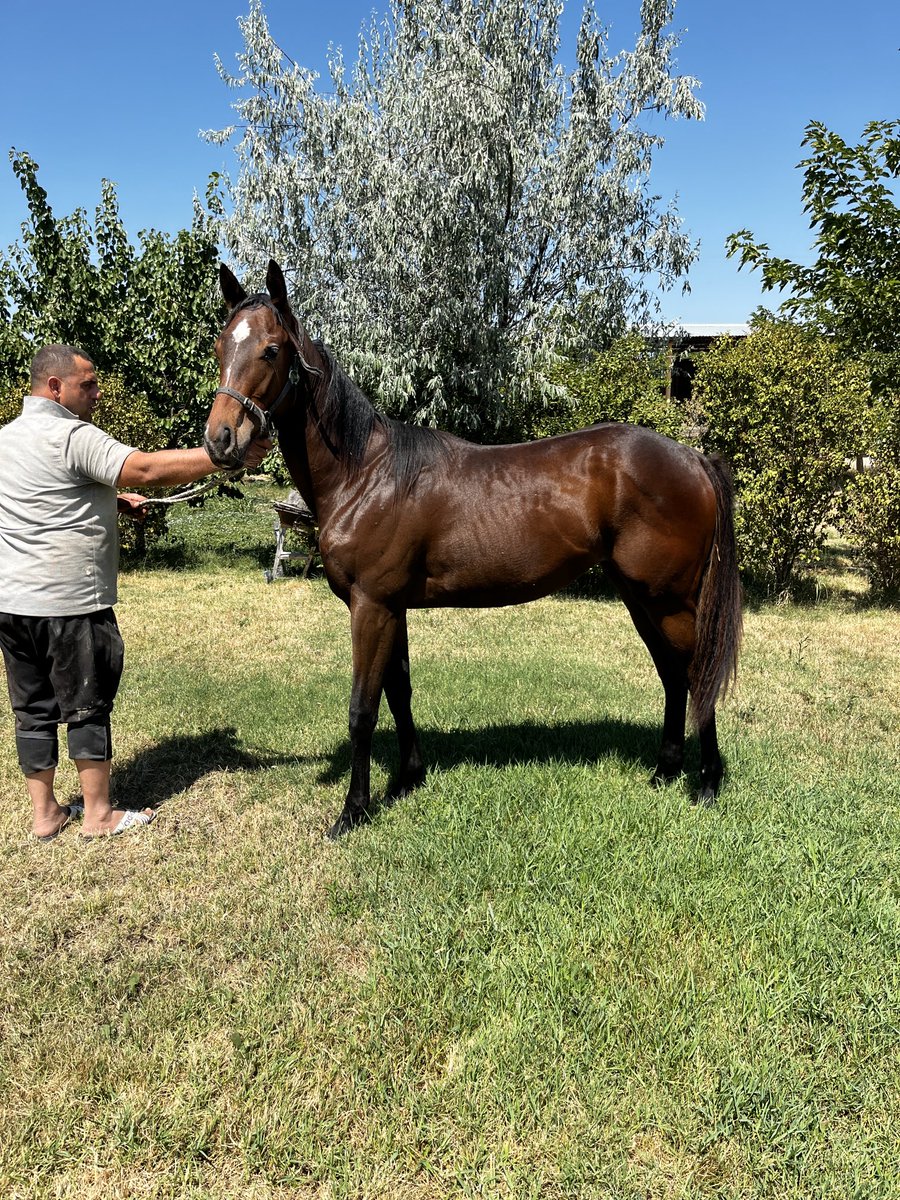 1 y dd Mendip (Usa) – Loubliee, Luxor

3 yarış ve 508.616 TL ikramiye kazanan Dont Forget ile kardeştir.

İLETİŞİM :05321623109 
FIRAT ARTIŞ