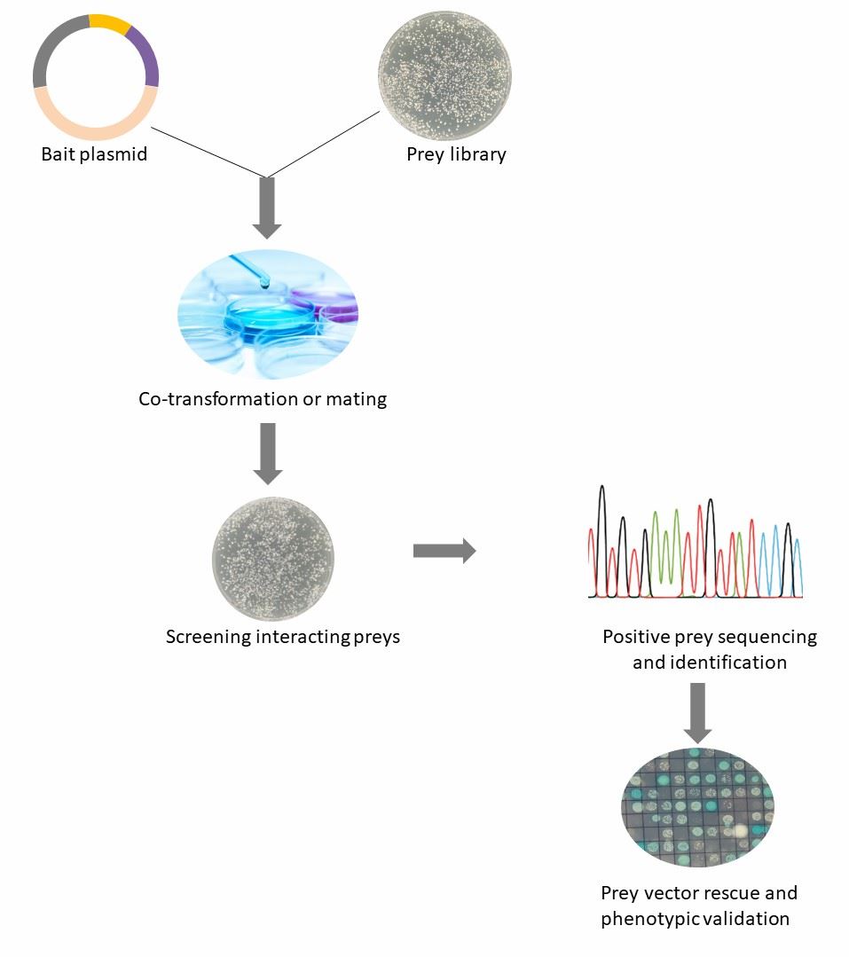 creativebiolabs's tweet photo. Creative Biolabs offers a comprehensive range of yeast hybrid-related products, including kits, host strains, and plasmids. Perfect for your Y2H, Y1H, and BB2H assays.
Discover our full catalog: https://t.co/HZs4bkYvGj
#YeastHybrid #Y2H #ProteinInteraction #CreativeBiolabs https://t.co/mp5JY0OeMt