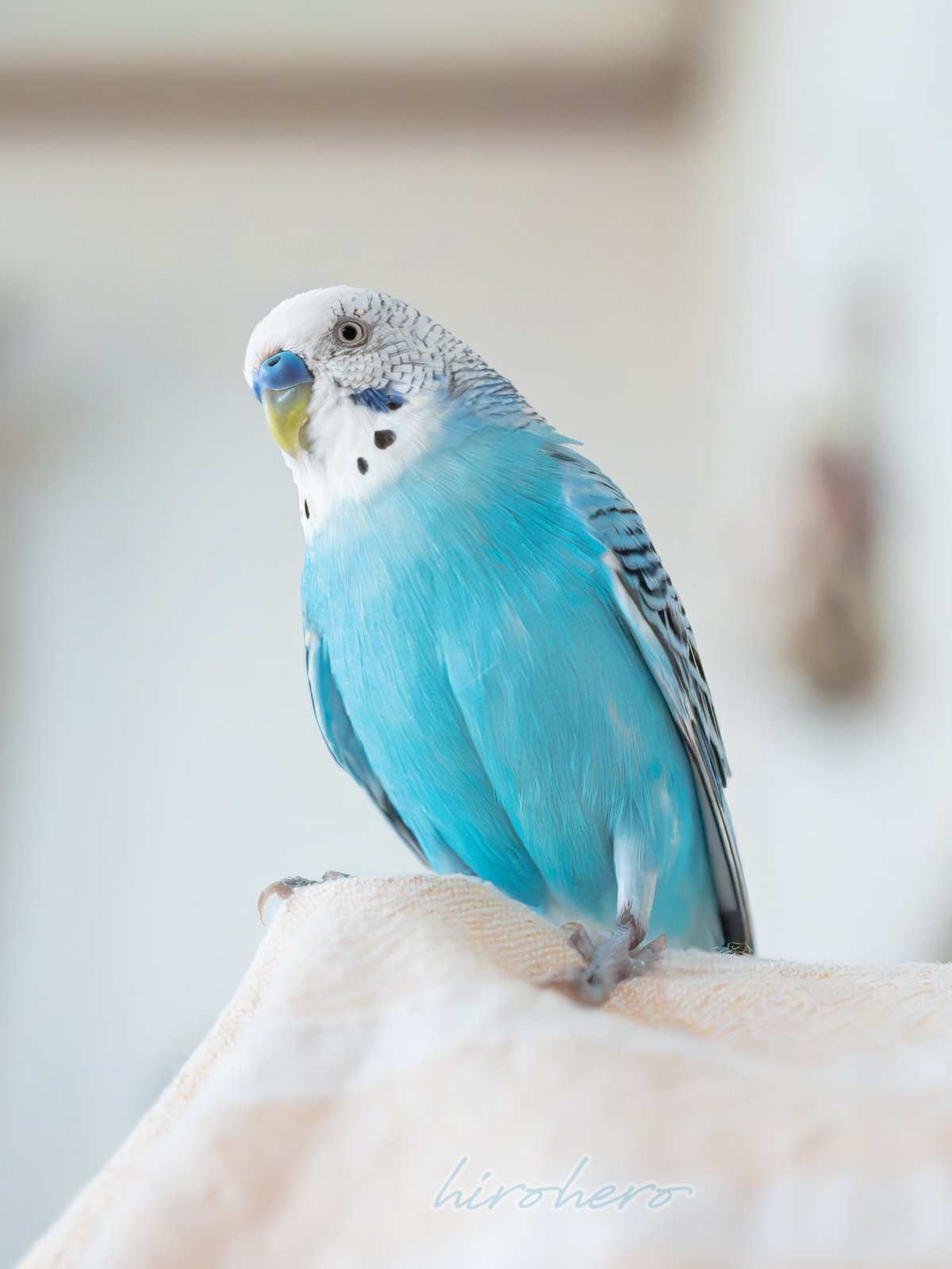 hiro　　アネモネ、信長、インコ hiro様専用 アネモネ、信長、インコ - メルカリ