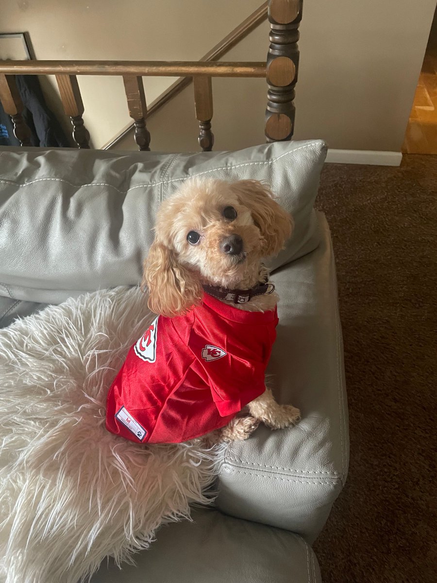 PIC OF THE DAY: Susie Fitzpatrick shares this adorable puppy pic while cheering on the Chiefs!
Submit your pics now at khqa.com/chimein