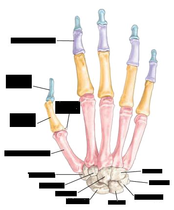#medstudentsonx 
Important mnemonic
1.Arrangement of carpal bones from lateral to medial in both rows. 
(Some Lovers Try Positions That They Can't Handle;) 
Some= Scaphoid
Lovers= Lunate
Try=Triquetrium
Positions=Pisiform
That=Trapezium
They=Trapezoid
Can't=Capitate
Handle=Hamate