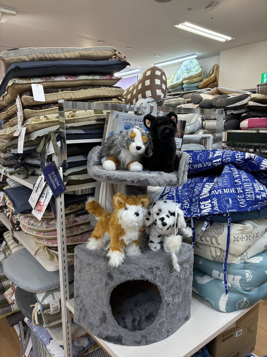 パレット　なぜかキャットタワーに乗せられた犬4匹