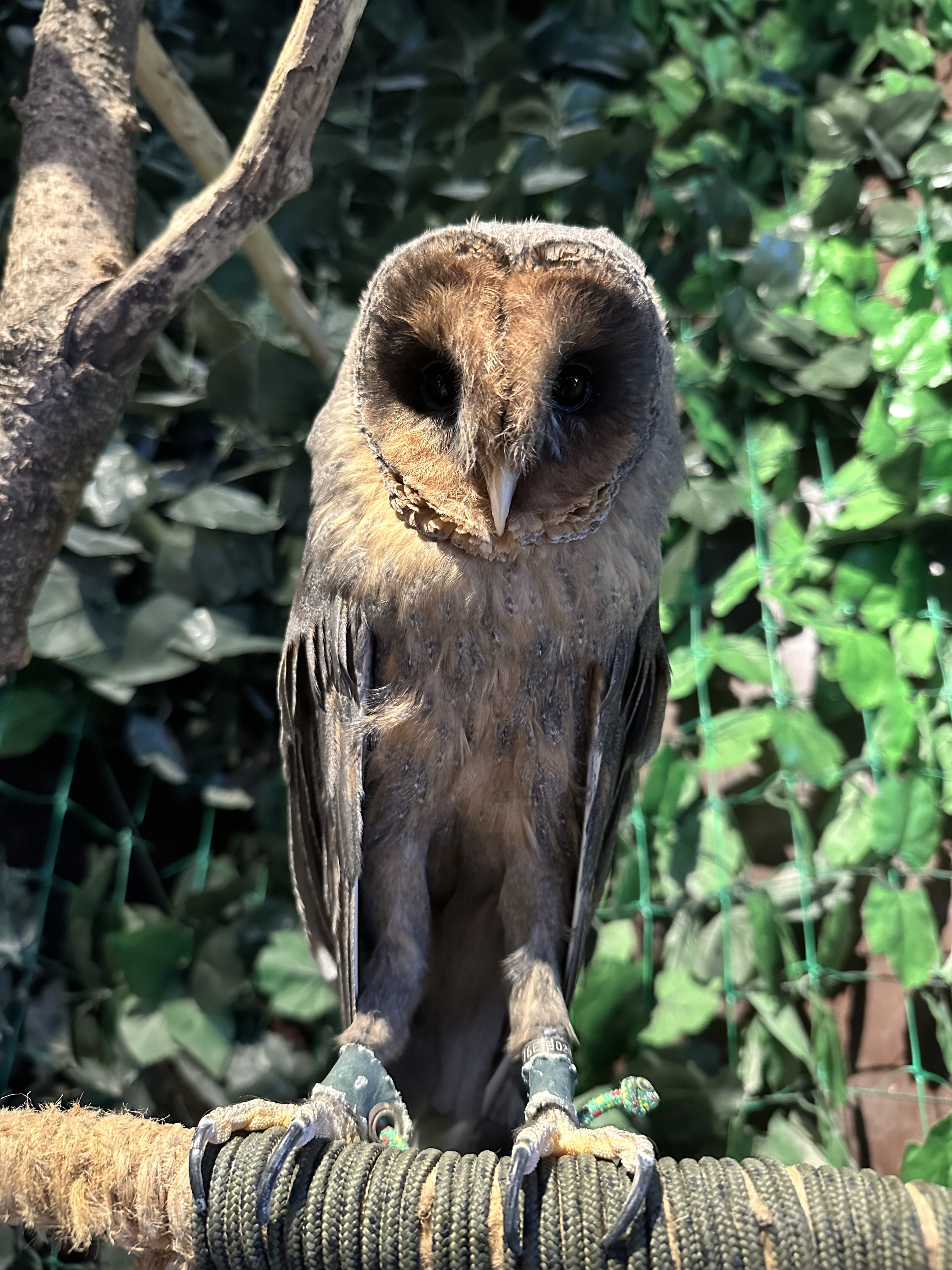 ＊恭ちゃんフクロウ君＊【メンフクロウ】＊レア 恭ちゃんフクロウ君＊【メンフクロウ】＊レア メンフクロウ