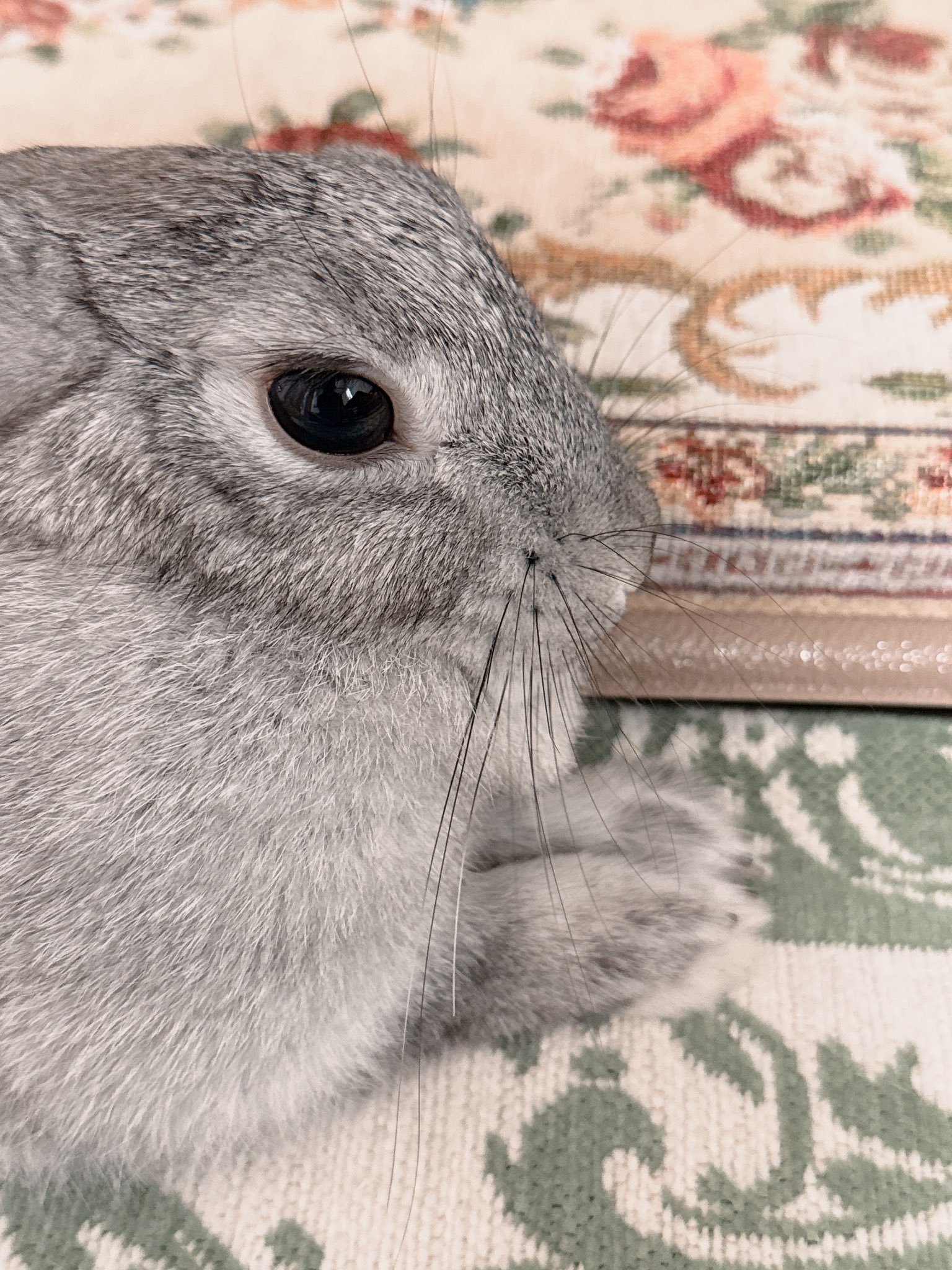 うさぎ3太郎 63 先住うさぎと初対面？！うさぎ多頭飼いの初試練！仲良くなる