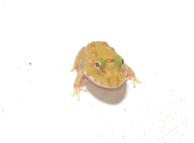 竹根　カエル　大小 カエル～入荷情報～ | 入荷情報 | かねだい伊勢原店