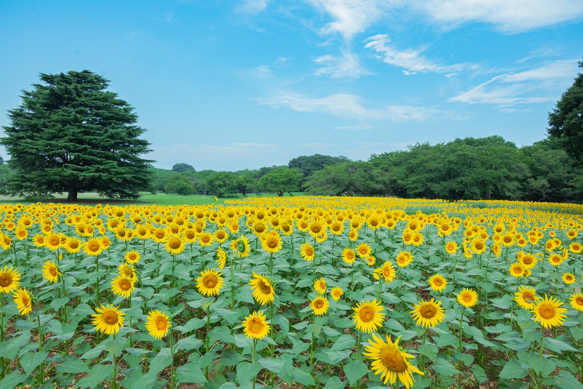 ひまわり 国営昭和記念公園 on X: