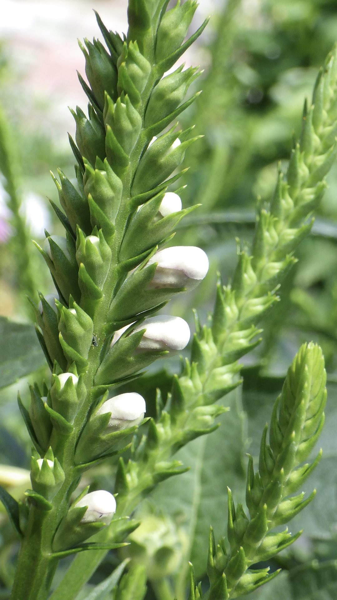 Posts with replies by CO CO (@COCO06806761633) / X