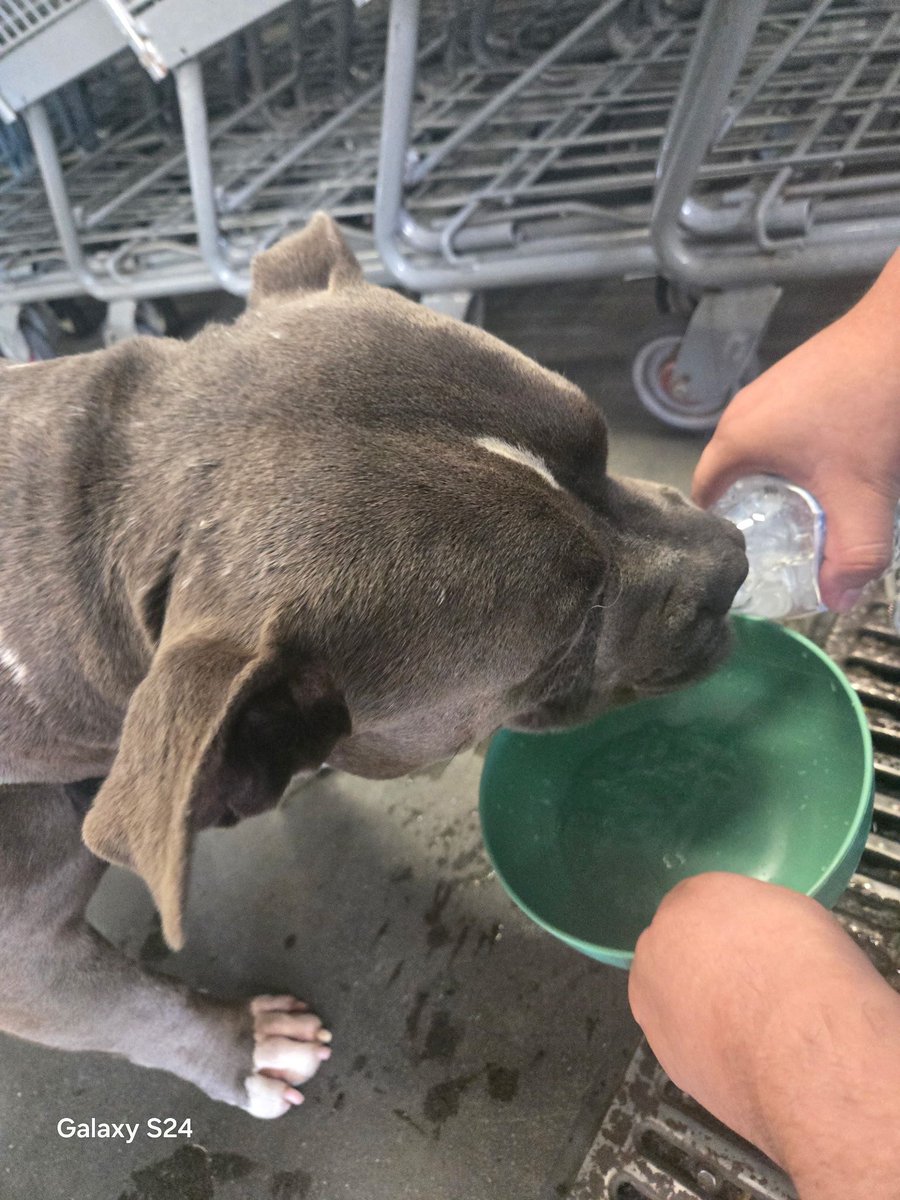 shaindelr's tweet photo. I made a post for a family whose elderly pitbull went missing yesterday and desperately needed his meds for arthritis... And a few minutes later, someone wrote, "This pitbull just came into Walmart looking for help. I'm giving him water" ππ
Some days, it just works out. #dogs https://t.co/T1DBrHDdwU