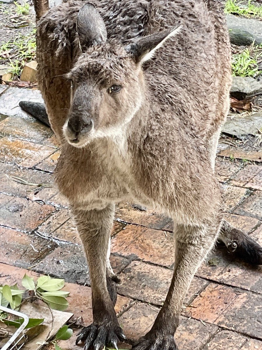 Kanga (@kangarooei) on Twitter photo I not only rescue,check fences and walk through areas where the Kangas face many threats, eg dogs,humans.Many come to my place where it’s safe and want food.Their habitat has been taken,they arrive at my door.PLEASE donate to help me with the load. PayPal lkanga@bigpond.net.au🙏🏼 I not only rescue,check fences and walk through areas where the Kangas face many threats, eg dogs,humans.Many come to my place where it’s safe and want food.Their habitat has been taken,they arrive at my door.PLEASE donate to help me with the load. PayPal lkanga@bigpond.net.au🙏🏼
