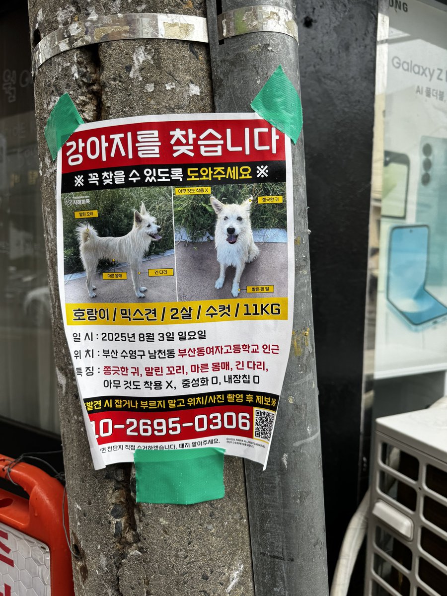 RT @Hayun_is_dog: 출근길에 발견했어요 강아지를 찾습니다 부산동여자고등학교에서 실종된 호랑이를 찾습니다!!