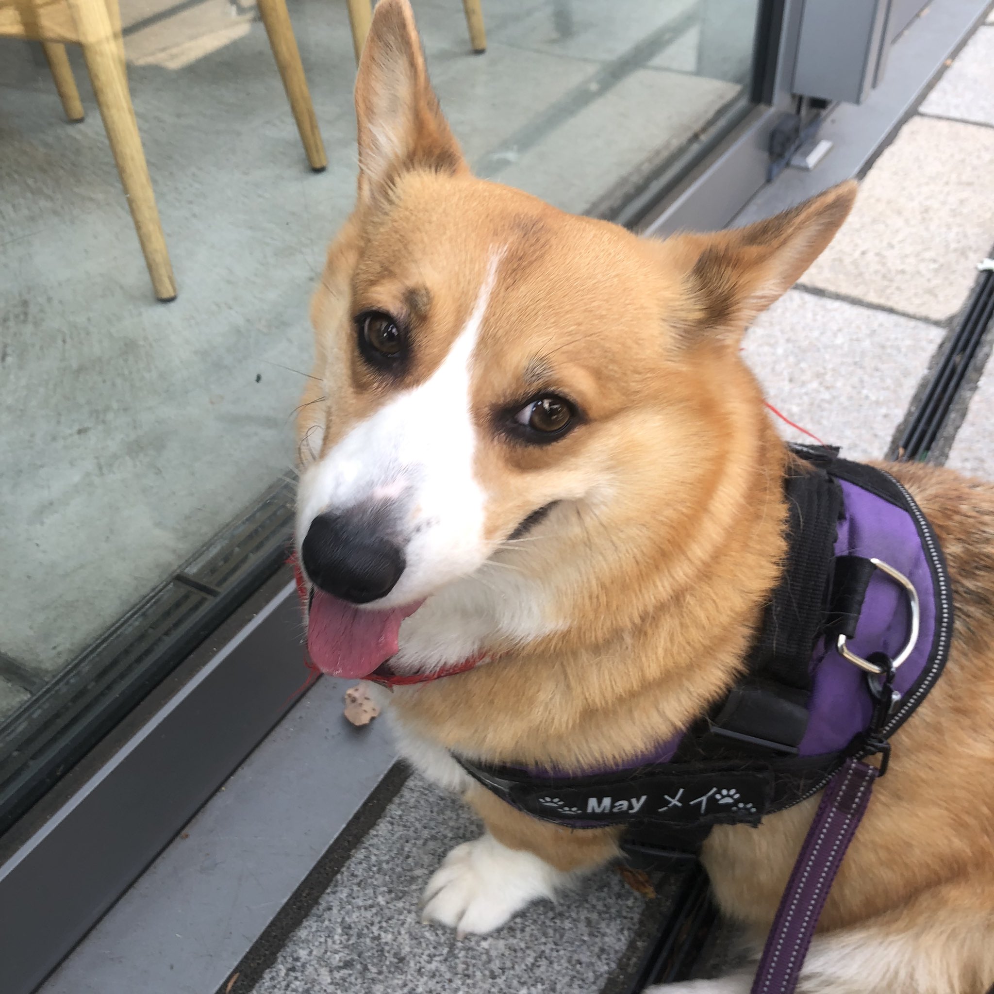 コーギー コーギー🐶May🐶 on X: