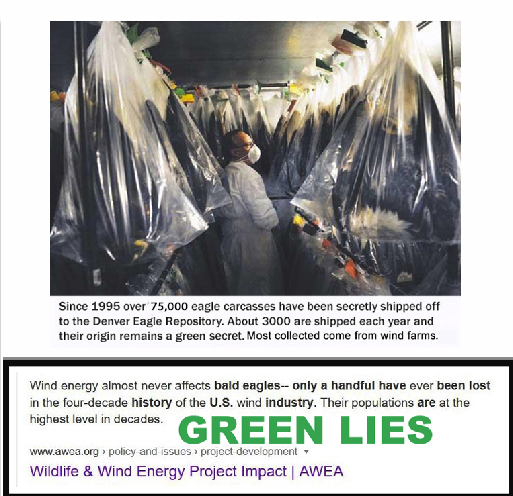 JimWiegand (@deadturbines) on Twitter photo <a href="/SecretaryBurgum/">Secretary Doug Burgum</a> <a href="/Interior/">US Department of the Interior</a> Nothing on earth is killing off our eagles, like a wind turbine placed in their habitat. In fact, nothing else on earth comes close.
Another fact: The wind industry, with voluntary regulations along with our corrupt Interior Department, have together hidden over 99% of eagles <a href="/SecretaryBurgum/">Secretary Doug Burgum</a> <a href="/Interior/">US Department of the Interior</a> Nothing on earth is killing off our eagles, like a wind turbine placed in their habitat. In fact, nothing else on earth comes close.
Another fact: The wind industry, with voluntary regulations along with our corrupt Interior Department, have together hidden over 99% of eagles