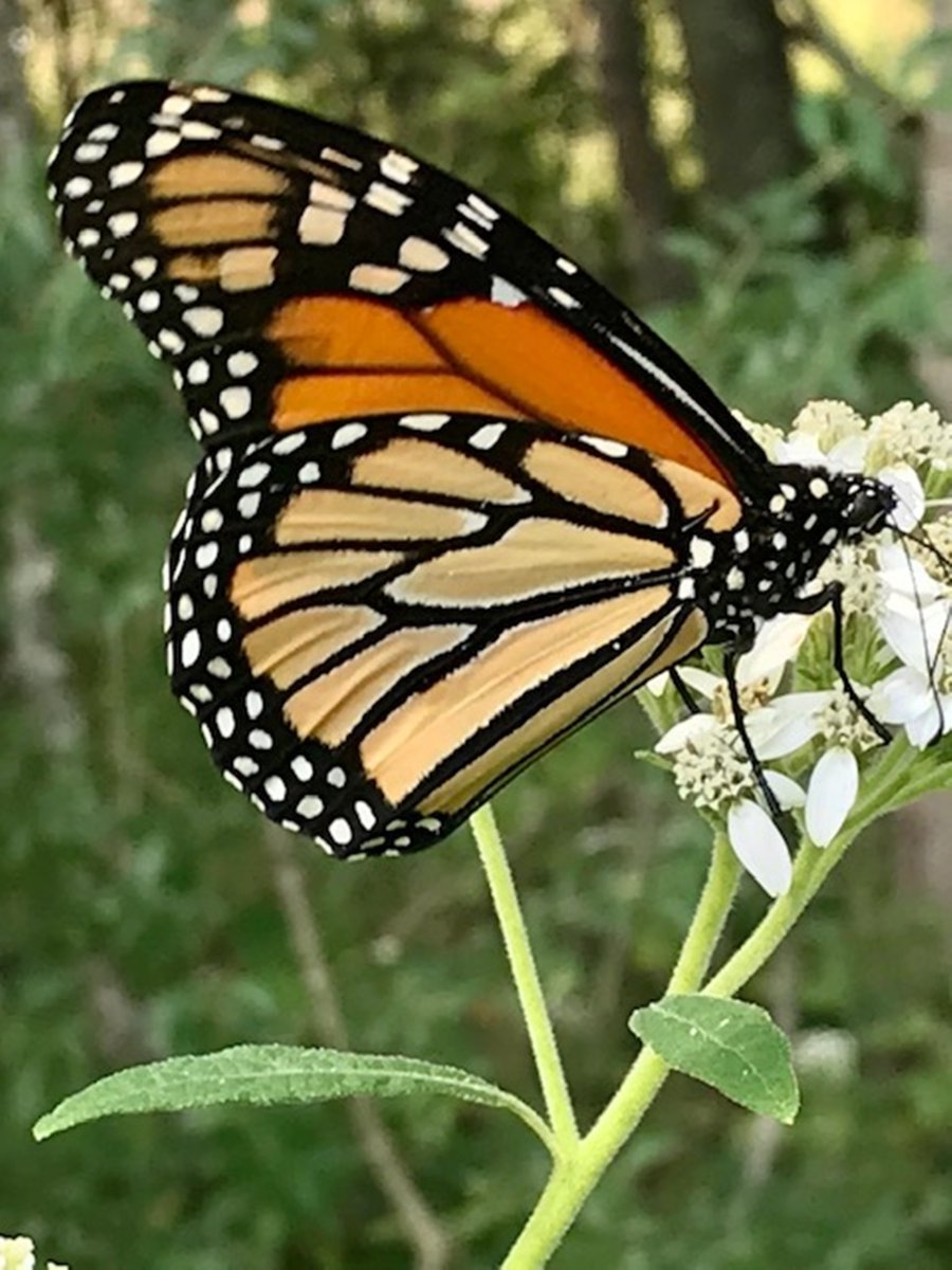 It's butterfly season in Kentucky. #butterflies
