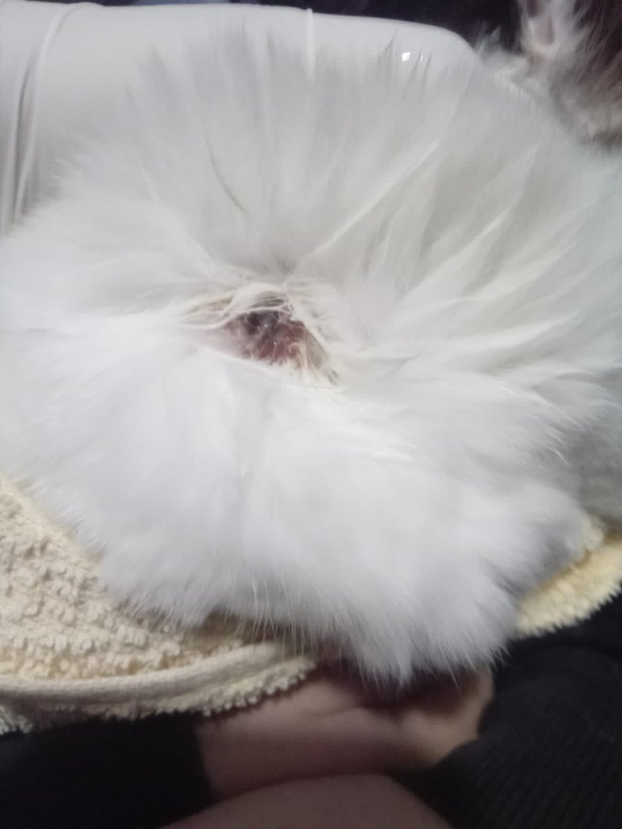 estudenanda's tweet photo. Oi galera!
minha gatinha está com uma ferida infeccionada e com pus, e eu não tenho dinheiro para veterinário e exames
Eu preciso de 170 reais para ela ser atendida, se vc puder me ajudar com qualquer valor eu agradeço, rt tb me ajuda mt.
Pix:8fa82769-9c0e-488b-adfc-1a3f637a71d8 https://t.co/dE1nKo0qqs