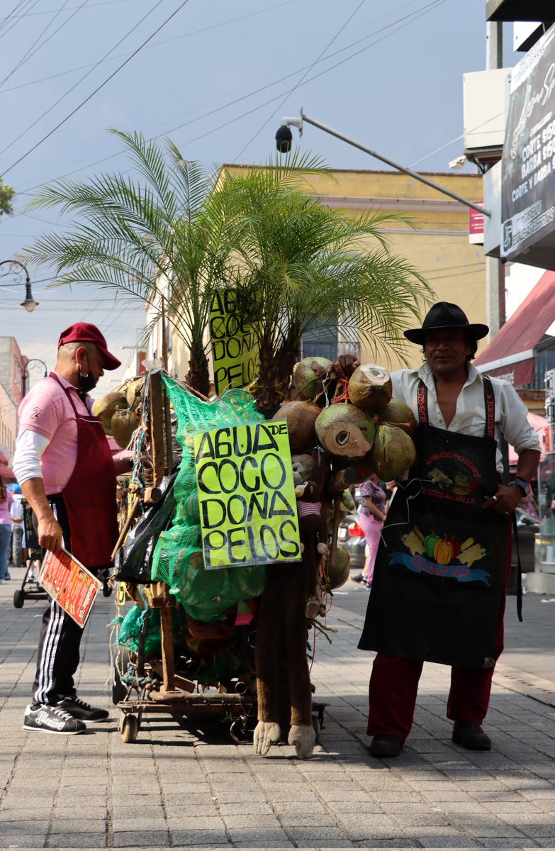 Sorpresas de la vida: no es una señora, es un señor. Tal vez sea en honor a la palmera. 🌴 🥥 🌴 
Puesto ambulante que vende agua de coco.
Calle Talavera, esquina Uruguay, Centro Histórico. 
#CDMX #CiudadDeMéxico #CentroHistórico 
<a href="/OscarBlancoCdmx/">Crónicas de la Ciudad Perdida Oscar Blanco CDMX</a>