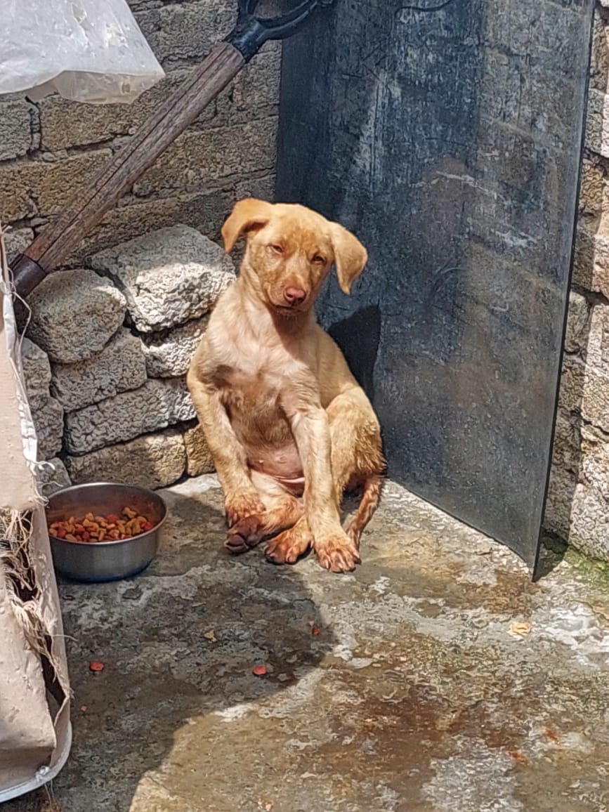 Cachorrita Necesita ser rescatada ya que se encuentra entre 2 pit bull en 2 ocasiones le han atacado los vecinos Reportan que le atacan a Muerte y que pronto acabarán con ella
Porfavor solicita Resguardo Urgente antes de que la maten
 Está en Alcaldía Álvaro Obregón CP 01400 SOS