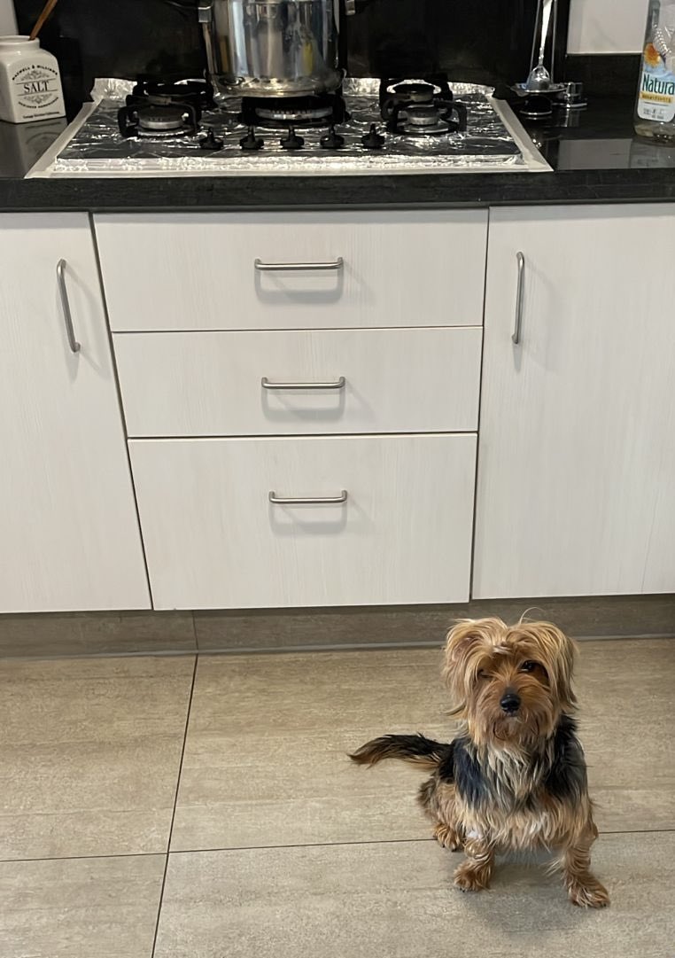 Akira busca hogar 🐶
4 años
Vacunada 
Esterilizada 
Solo para casa o depto primer piso.
Es cariñosa, enérgetica y compañera. Lamentablemente tiene un problema de ansiedad por separación por lo que tiene que estar acompañada y trabajar en su comportamiento.
Santiago o Algarrobo.