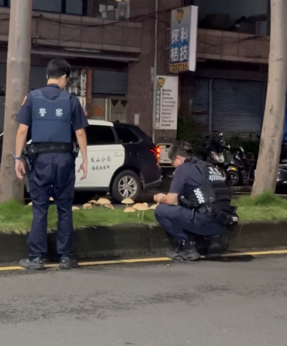 태풍 지나가고 가오슝 길거리에 독성 버섯이 자라서 경찰이 와서 수거해갔다는 커여운 기사를 봄