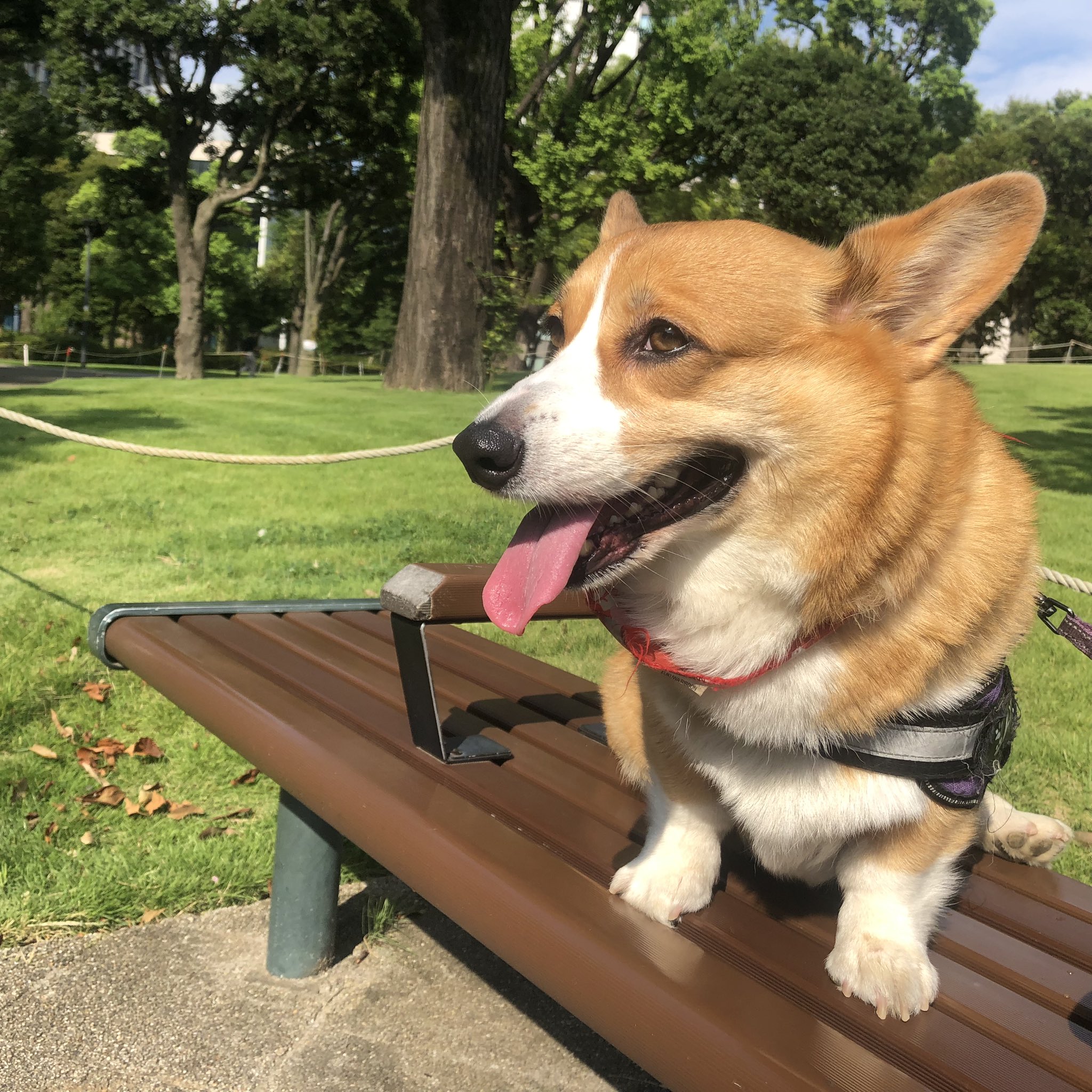 コスモスコーギー コーギー🐶May🐶 on X: