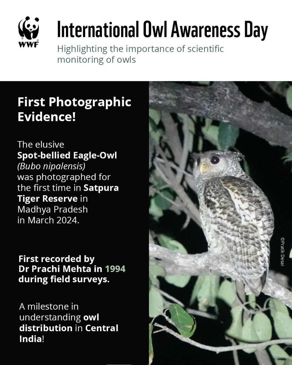 WWFINDIA's tweet photo. This #InternationalOwlAwarenessDay, let us observe responsibly, report ethically, and help protect owls.
#OwlsOfIndia #WWFIndia https://t.co/06zKApt5KD