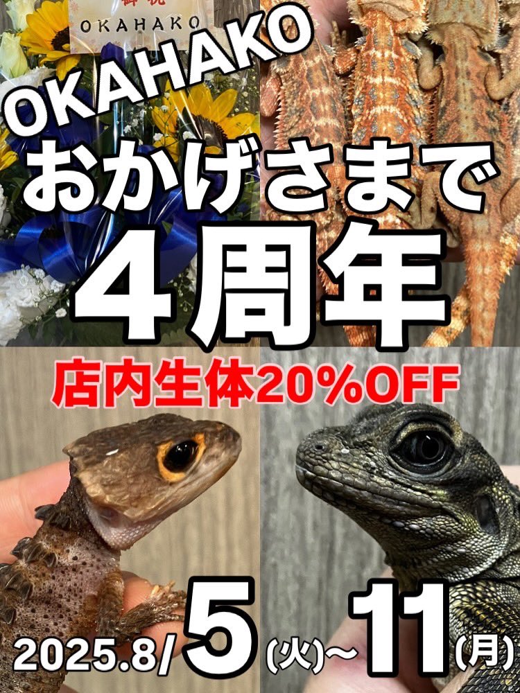 0KAHAK0's tweet photo. 告知させてください🙏

おかげさまで本日2025年8月5日、
われわれオカハコは４周年を迎えることができました。これもひとえに、支えてくださるお客さまや業者さま、関わってくださる地域のみなさま、マスターをはじめとするオカハコクルーたち、そしてそのご家族、関係者のみなさまのおかげさまです。
ありがとうございます。

感謝を込めて、《周年セール》開催です！

期間：2025年8月5日(月)〜11日(月)

店内全生体表示価格より20%OFF

そしてもし！可能であれば！より多くの方々に届くようリポスト🔁のご協力いただけましたら幸いです🙏

拡散熱望🔁🤲何卒お願いします🤲

最後までお読み下さりありがとうございました🙏

末筆ながら、みなさまとみなさまの大切なご家族��健康をお祈り申し上げます。

OKAHAKO
ふーじー、こと　��岡 司