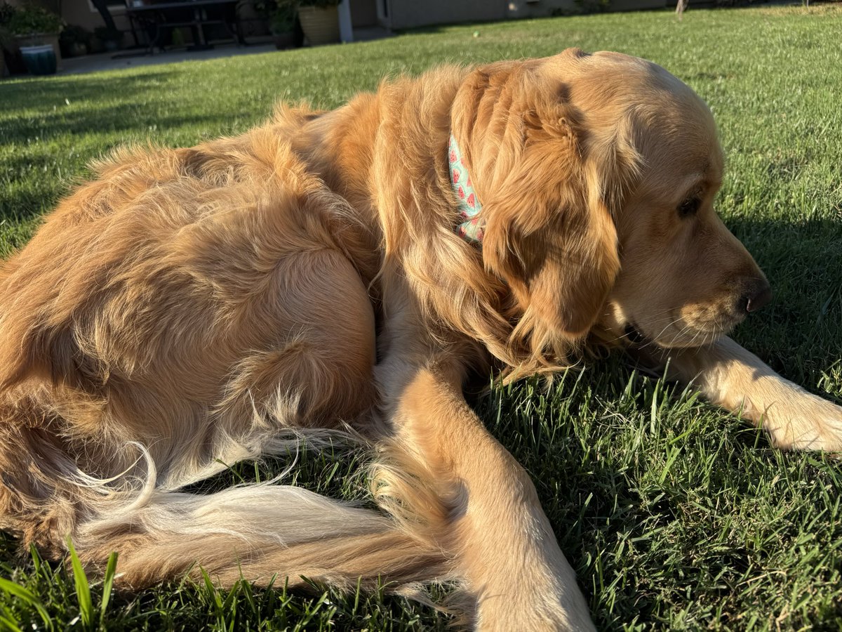 This is my dog, Jasper 
He has my soul 
Heartbreaker