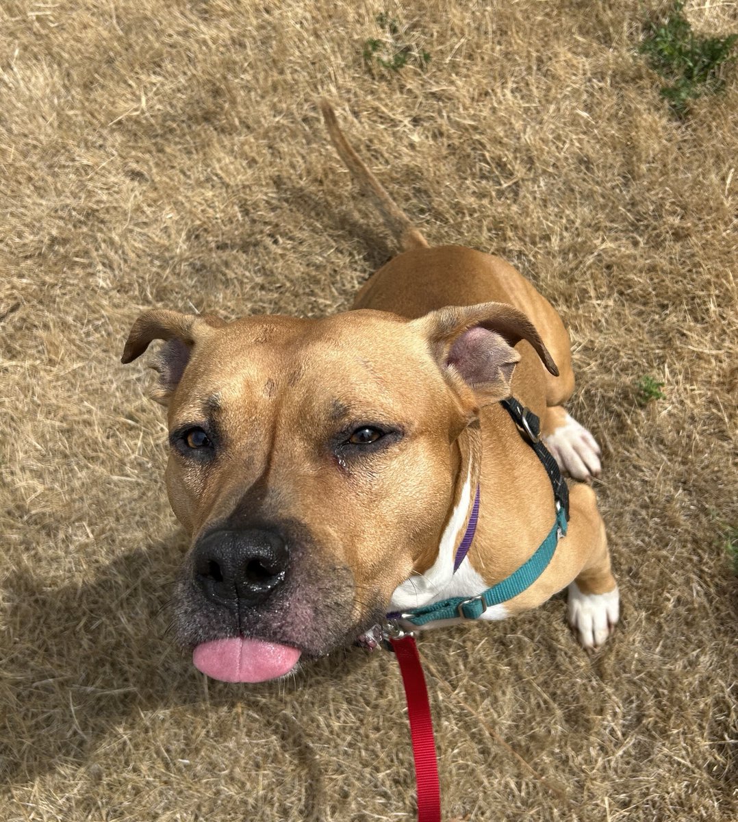 Meet Cortado! ❤️ This handsome 3 y/o Pit Bull is a sweet, loyal boy looking for a patient home. 

✅ Knows 'sit', 'shake', &amp; 'down'
✅ Loves walks (in a harness!) &amp; chin scratches
✅ Needs a calm, loving family to help him shine.

multcopets.org/adoptable/3594…