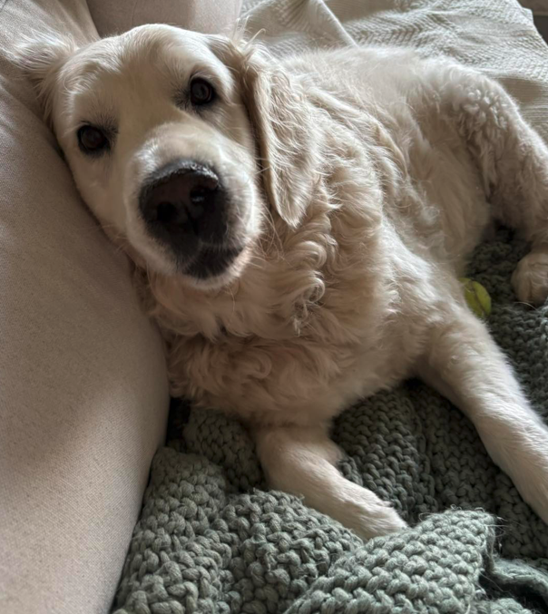 NYUDocs's tweet photo. Pets and Your Health is coming up at 6amET. @fadamsmd is talking about #cleartheshelters with Dr. Staci Cannon @universityofga, #dermatology with Dr. Mitzi Clark @cornellvet & our #vetoncall is
@DrErnieWard 877-698-3627 https://t.co/vuGRUcZZvE https://t.co/UpJMmopRsQ