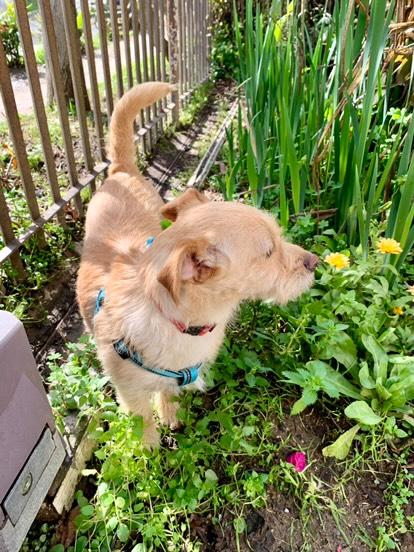 En adopción cariñosa perrita de tamaño pequeño, es ideal para compañía. Está esterilizada y con sus vacunas al día.

Contacto y más información al WhatsApp +56997590278. #Valpo #Viña
