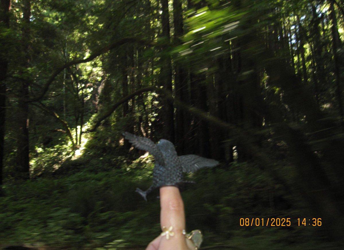 me and my pet crow