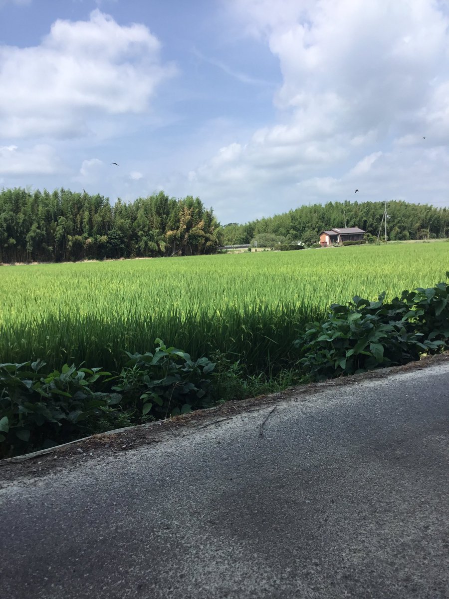 R27_2727's tweet photo. 滋賀県東近江市　田んぼ https://t.co/pRwjnWXekZ