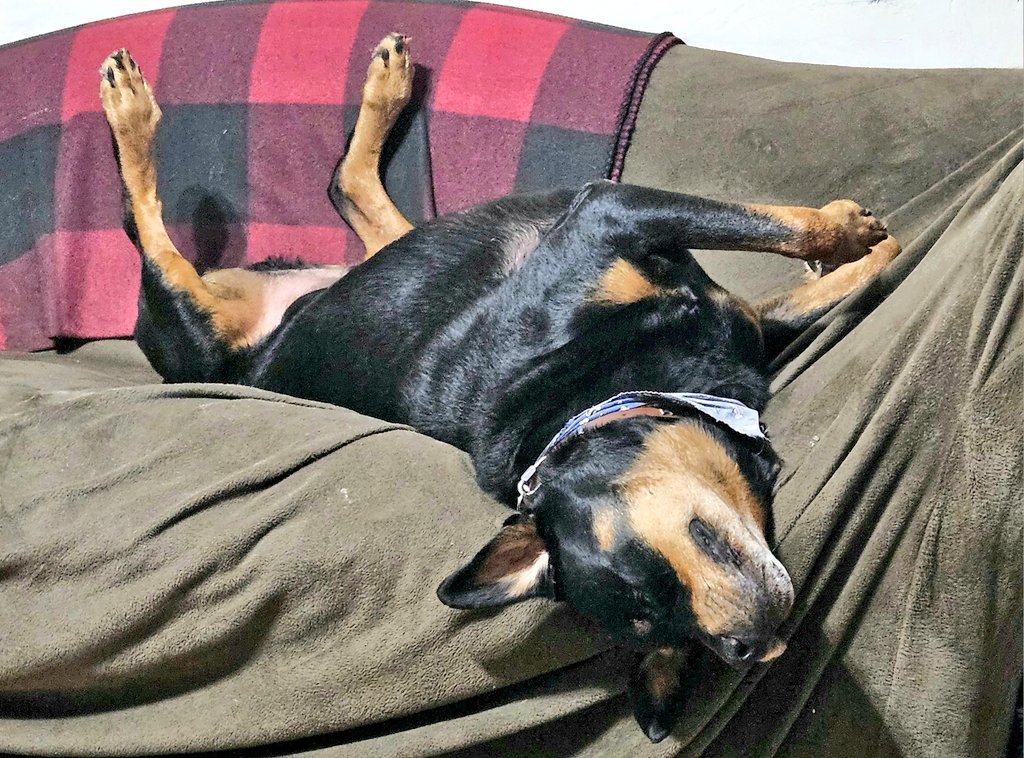 Aug. 4: Begins With O

"Ostensibly, my mom Ought to have Offered to have an Ottoman Over here. Otherwise, I'll have the Outside Opportunity to Obfuscate my noggin on the Oak!" 🐾🐾

#PostaFavPic4VioletAug25
#DogsofTwitter
#DogsofX