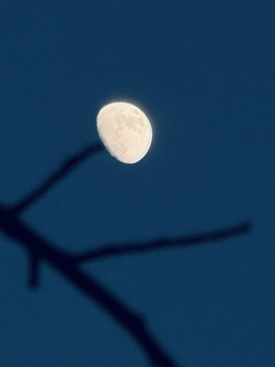 ManoloManee's tweet image. 🍄