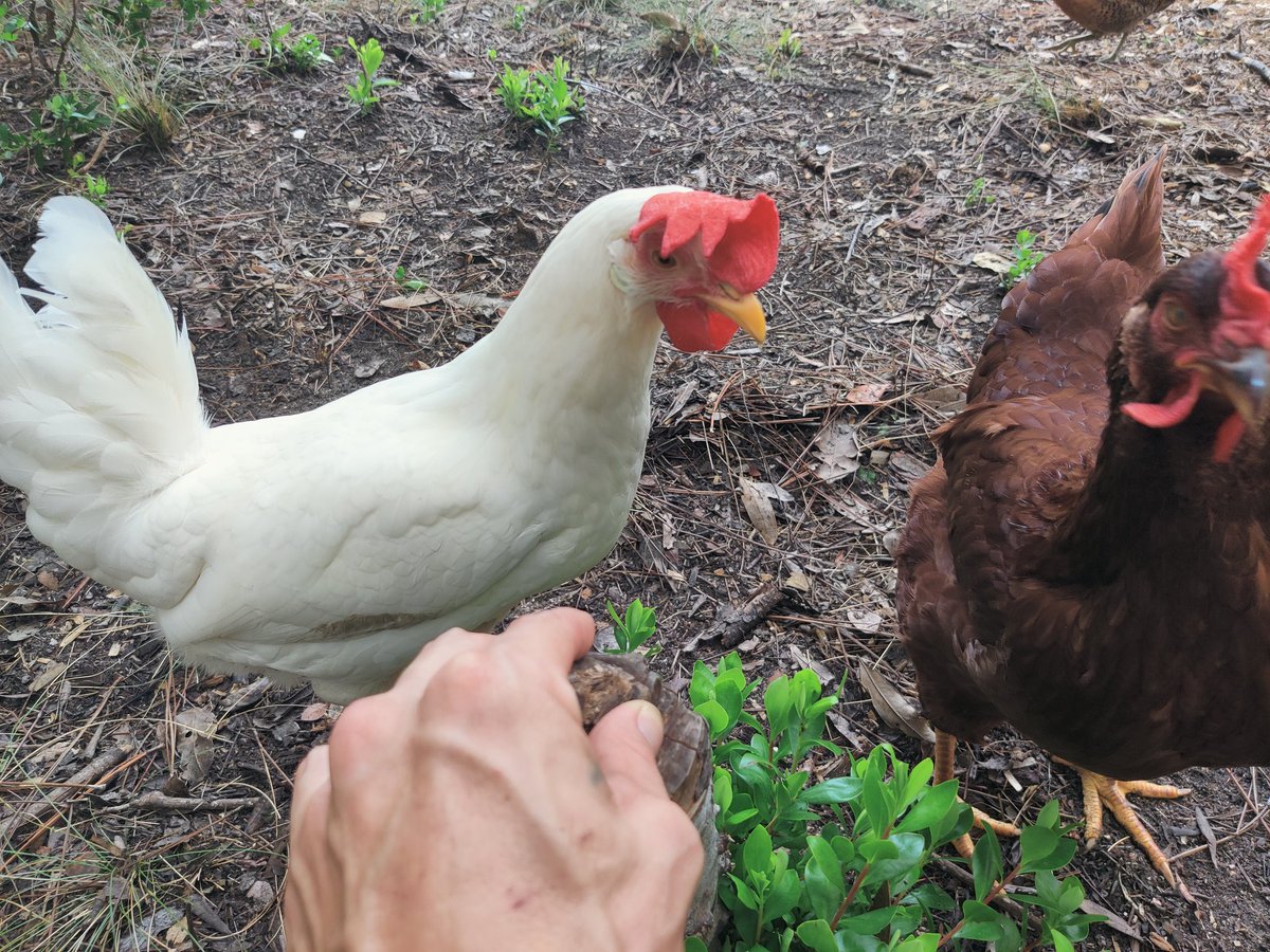 My first ever farm fresh egg!!!  I love raising chickens, it's like a secret ingredient added to balance my crazy 😁