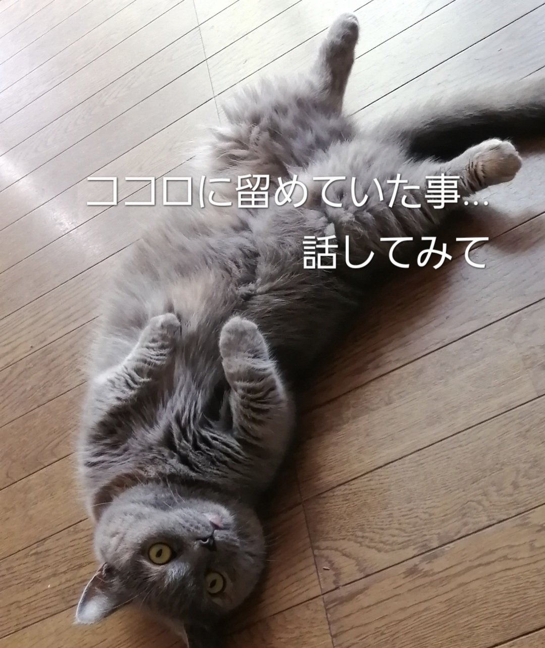 ★ページ♡電話占いご予約♡超魔法 ほしよみ堂♋️占い師 ファンタ・ヒロ on X: