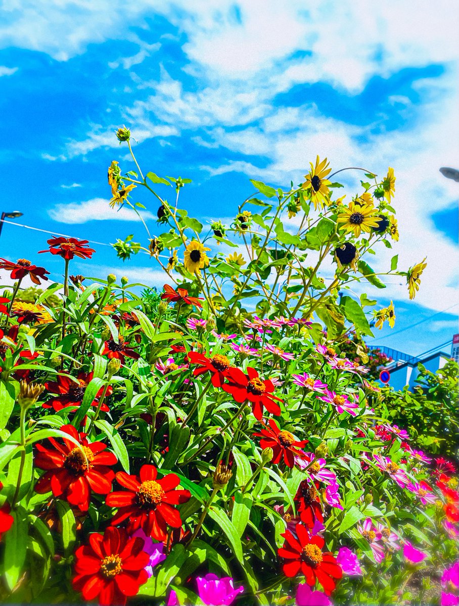 あぢぃですねぇ,,,

この子ら凄いなぁ
ちゃんと水分補給も、してもらってるんだろうな

げんなりするほどには暑いけども、自分が枯れないようにと気づかせてくれる

ありがとう

#夏
#ヒマワリ
・iPhone11Pro

・暑は夏い