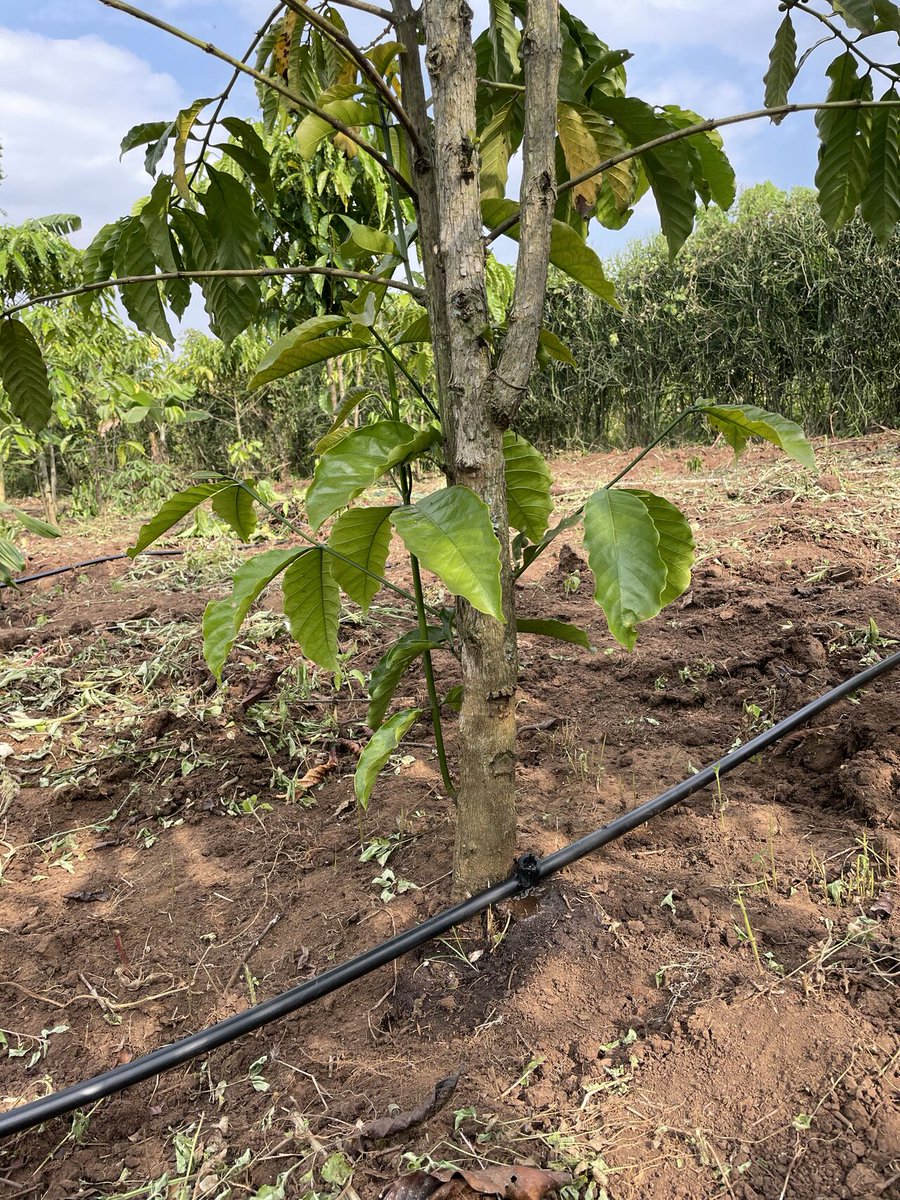 Installed a solar-powered drip irrigation system for a 1-acre coffee farm in #Zirobwe. GPS-designed &amp; powered by <a href="/sunlightpump/">ennos</a> 1.5HP. Installed by our 2025 interns under supervision. Provided full client training for long-term sustainability.
#DripIrrigation #ennos #akvoProjects