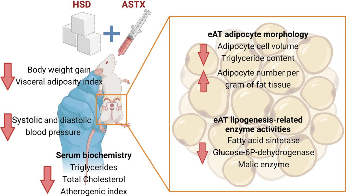 Astaxanthin obtained from freshwater crustaceans mitigates visceral adiposity by modulating adipose tissue lipogenesis and ameliorates dyslipidemia in high-sucrose diet fed rats doi.org/10.1016/j.jnut… #astaxanthin #adiposetissue #dyslipidemia #metabolicsyndrome #sucrose