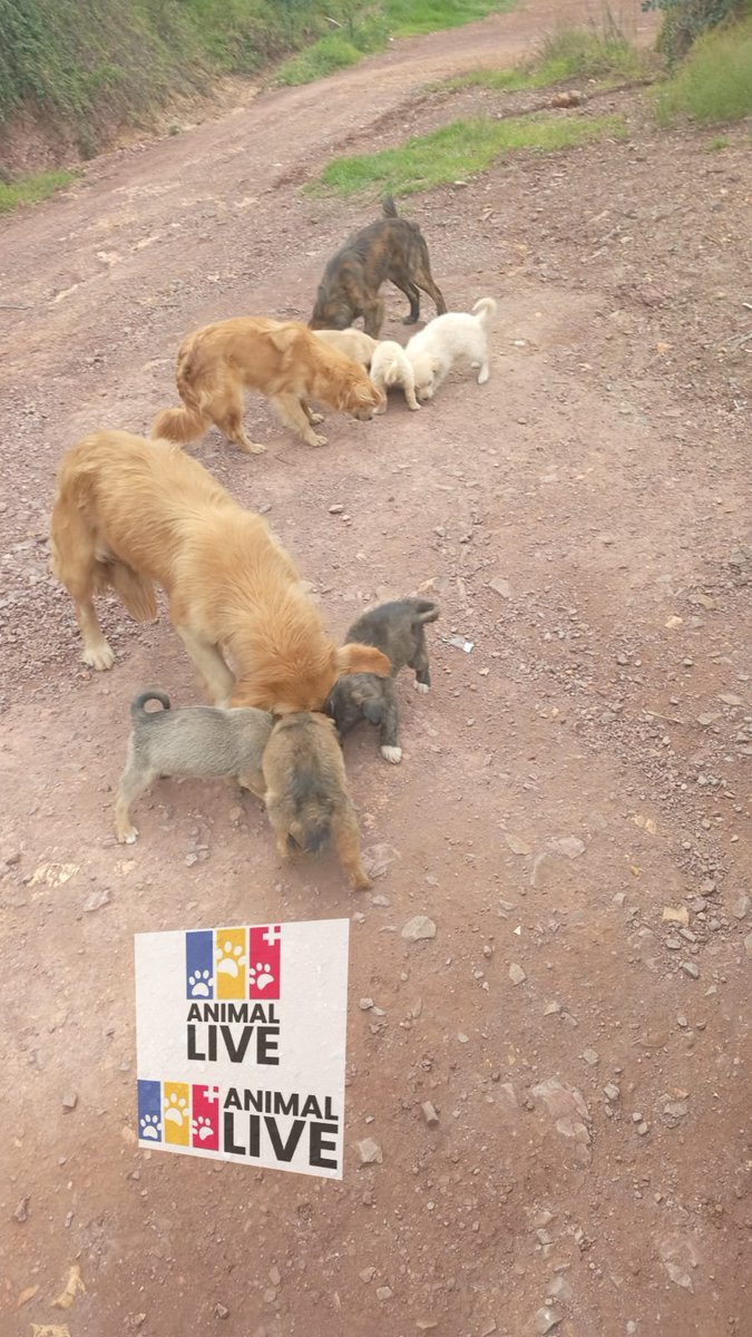 Actualizo: A esta hora logramos reunir 110.000, aun nos faltan 440 mil pesos. Seguimos insistiendo quien pueda apoyarnos de corazón.  La idea es mover al menos 10 peluditos. 😔.  Muchas gracias por su estar atentos.