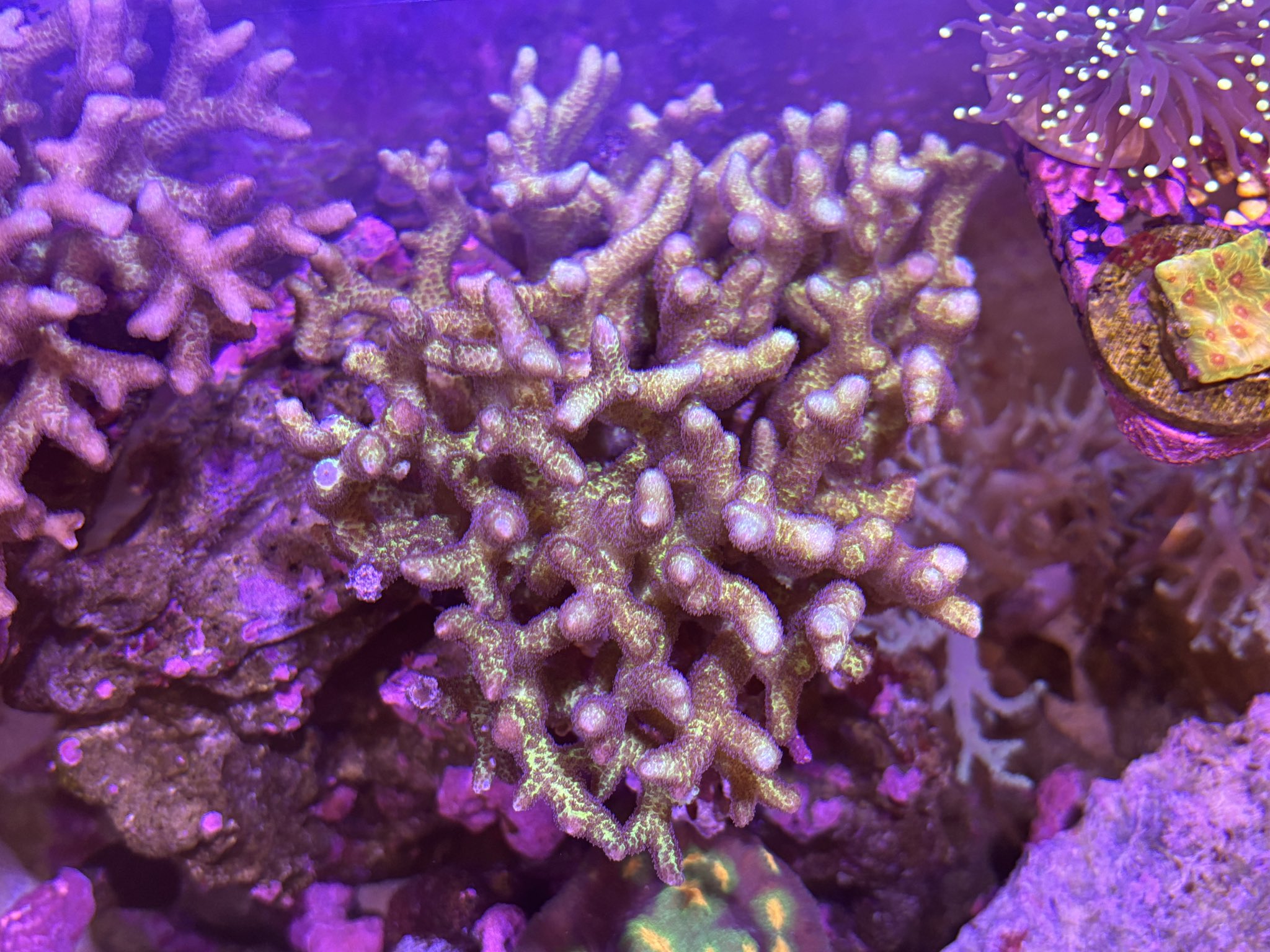 海水魚用品 cote 近海産海水魚、甲殻類、海洋生物、深海生物、深海魚
