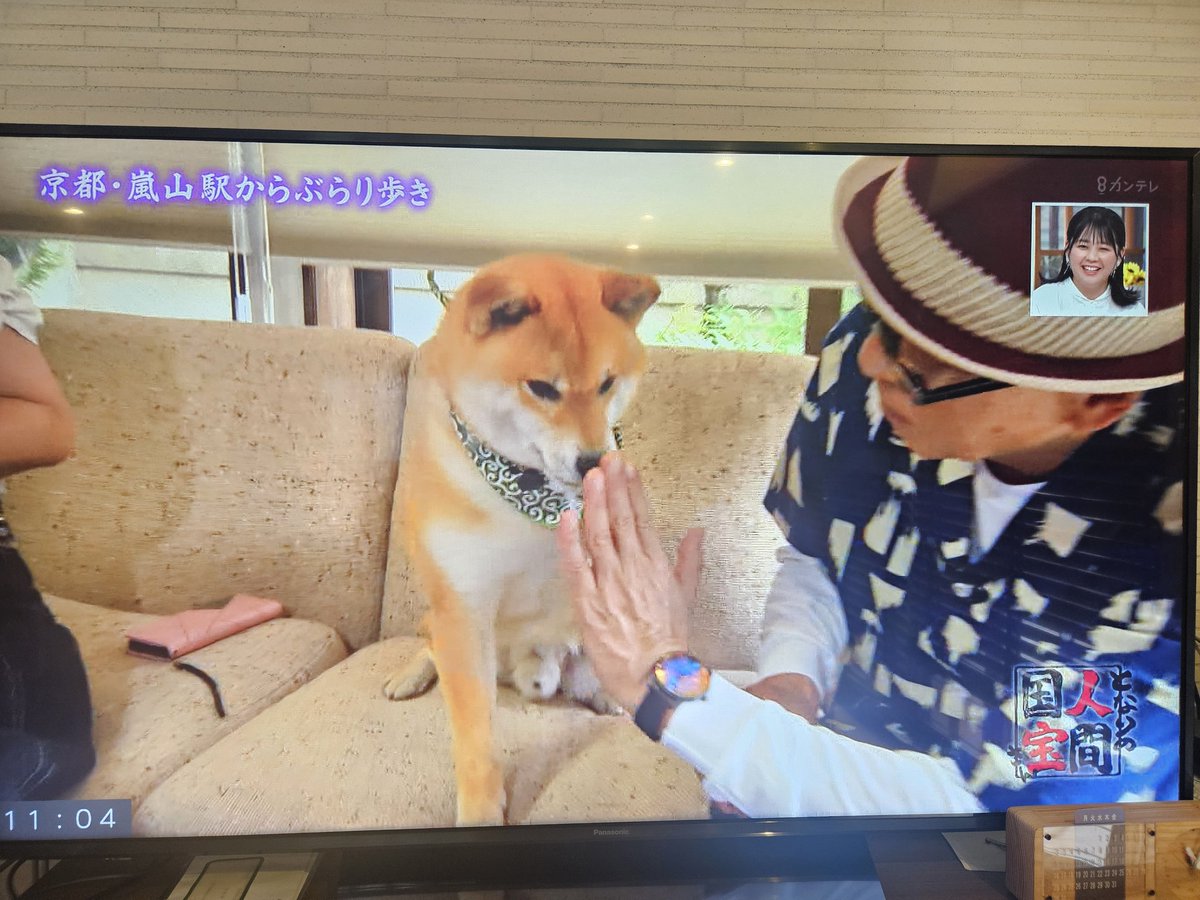 wBSPqNEzk690294's tweet image. ワンちゃん国宝さんに認定されちゃった、ワン！
#人間国宝　#柴犬　#関西テレビ　#犬好きな人