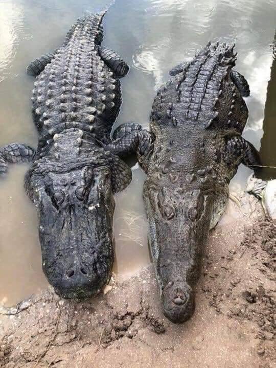 HistoryInPics's tweet image. If you don’t know how to tell a crocodile from an alligator—the crocodile is the one next to the alligator.